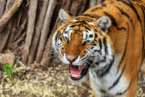 Siberian tiger  Panthera tigris tigris  is also called the Amur tiger  Panthera tigris altaica  in the aviary of the zoo. Dangerous mammal is a predatory animal in the taiga. Big wild cat