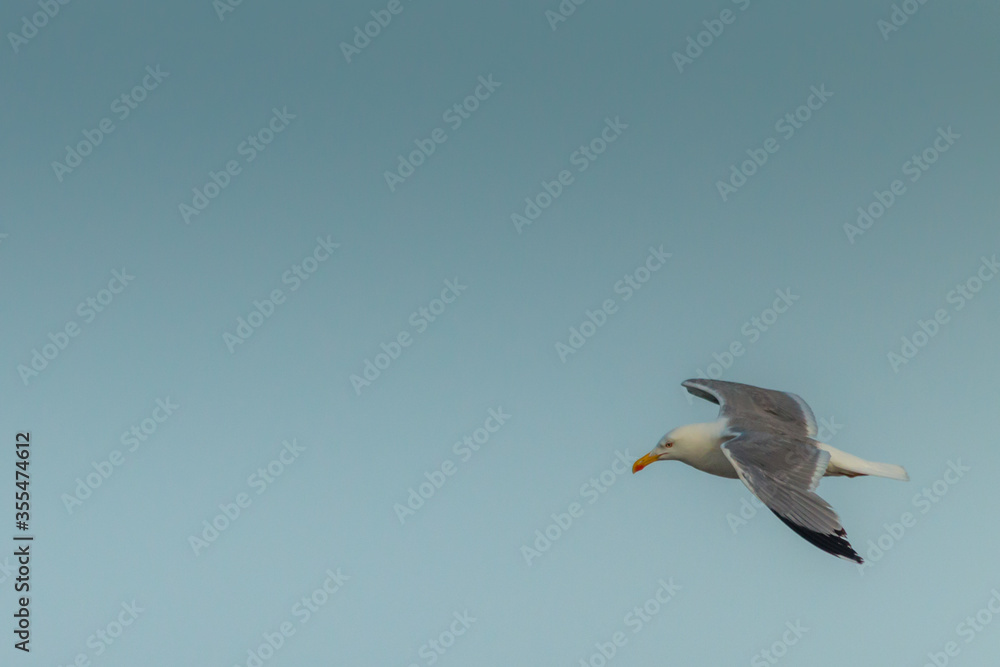 seagull in flight seagull in flight