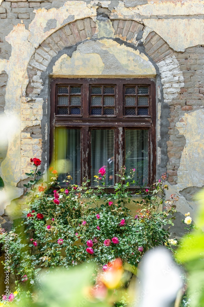 Fototapeta premium old house window with rose flowers