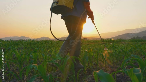 Farmer spraying pesticides and protect from Fall Armyworm on young corn field in the evening in Thailand farmland