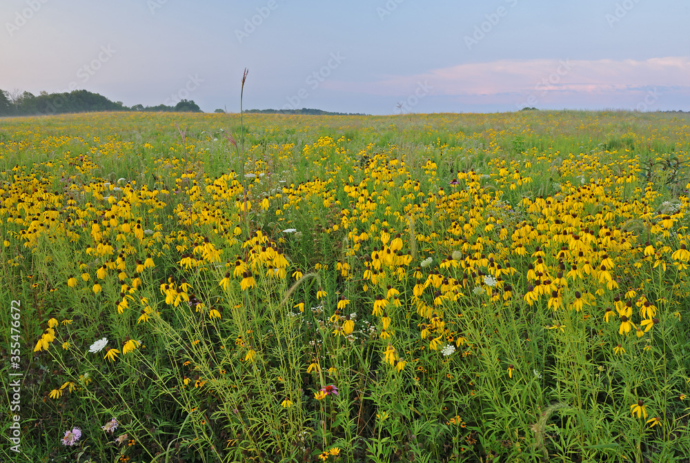 Fototapeta premium Summer landscape at dawn of tall grass wildflower prairie with yellow coneflowers and Queen Anne's lace, Michigan, USA