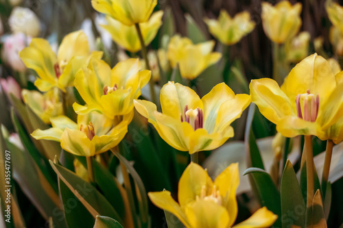 Spring Flowers bunch. Beautiful yellow Tulips with selective focus.