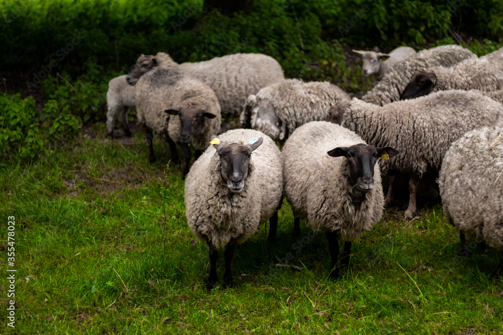 Fototapeta premium animal mouton dans le pré 