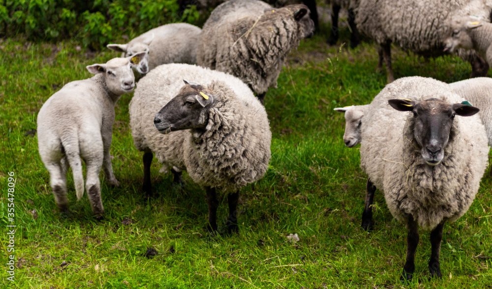 Fototapeta premium animal mouton dans le pré 