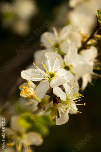 flowering apple trees or apricots in the warm sunny spring in May