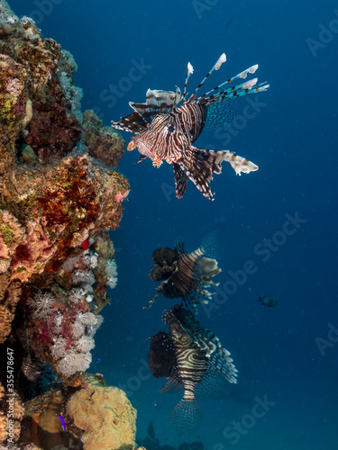 lionfish looking for pray