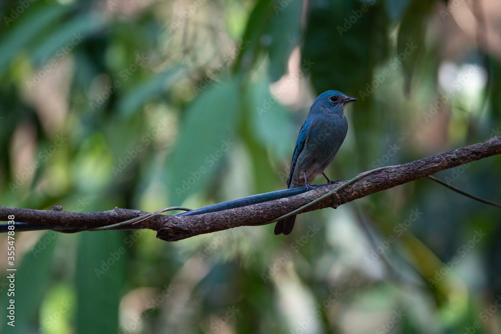 Verditer Flycatcher Verditer Flycatcher