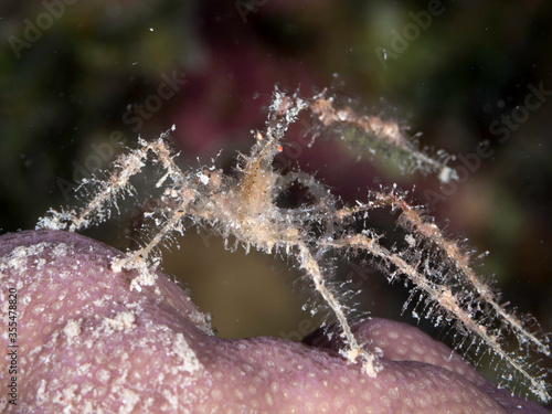 decorator crab showing up during nightdive