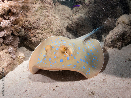 bluespotted stingray resting on the sand