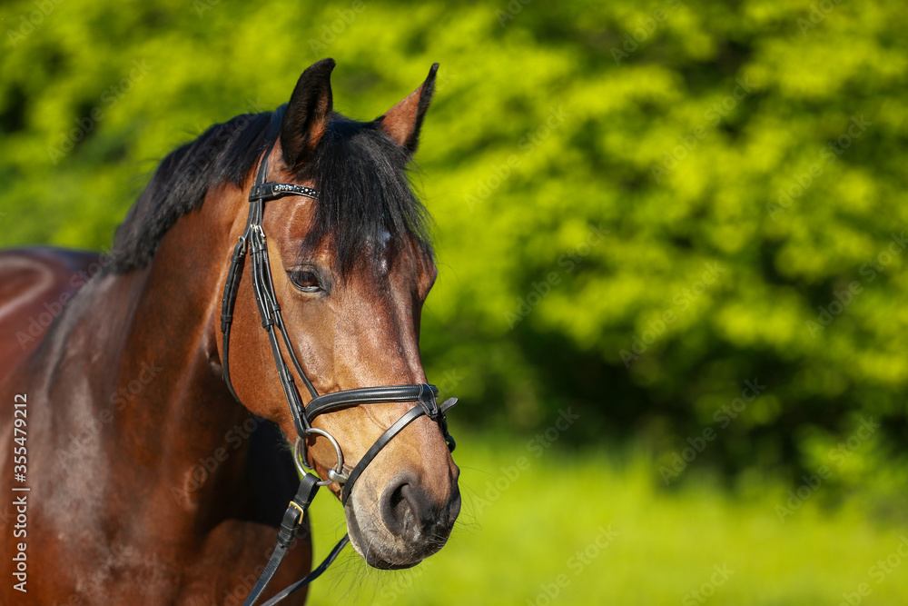 Horse brown head portraits with trunk looking towards the camera, in the background blurred green bushes.. Horse brown head portraits with trunk looking towards the camera, in the background blurred green bushes..