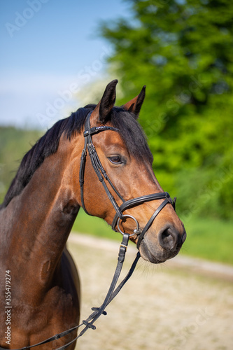 Horse brown head portrait vertical with sky and green bushes in the background.. © RD-Fotografie