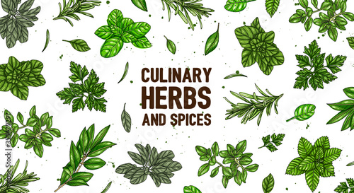 Hand drawn frame with culinary herbs and spices. Vector illustration for design menu, packaging, recipes, label, farm market products. Basil, Parsley, Rosemary, Sage, Bay, Thyme, Oregano