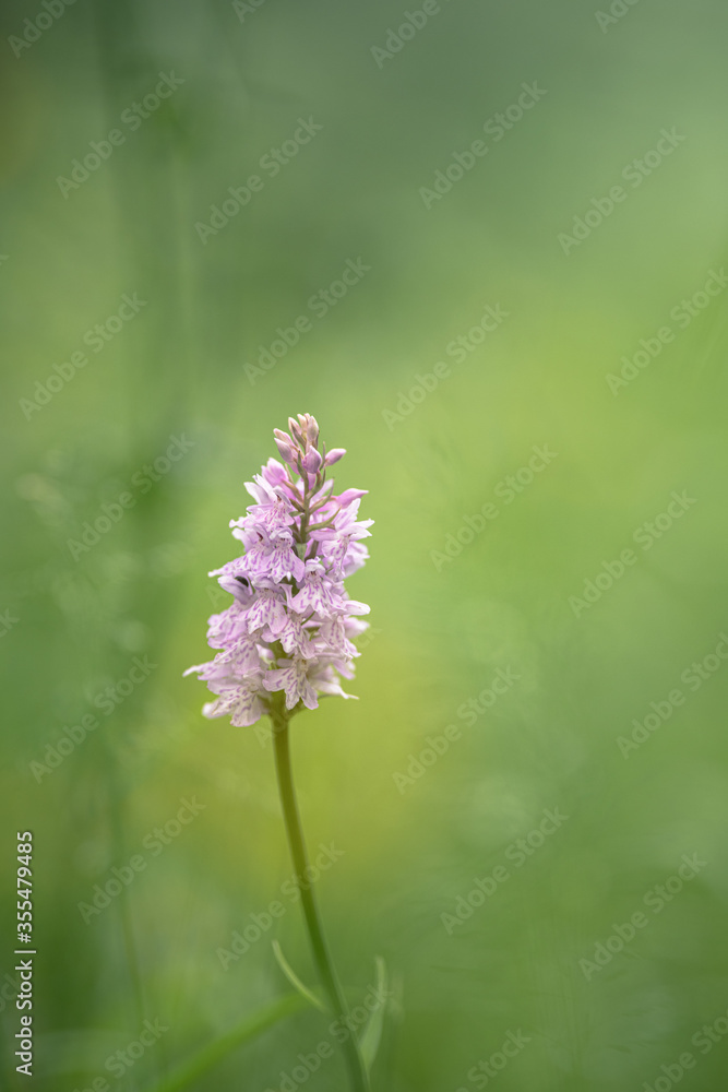 Pink flower on green background Pink flower on green background