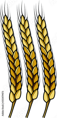 Three free-threshing wheat ears with grains, glumes, and lemmas.