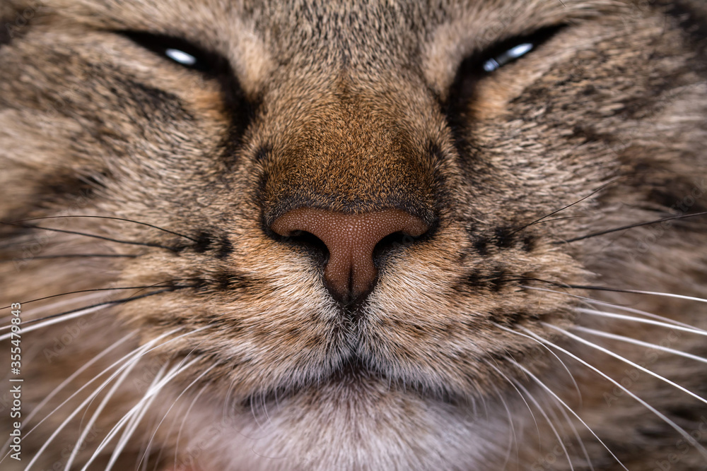 Cat face close up. Macro shot of a brown cat nose.