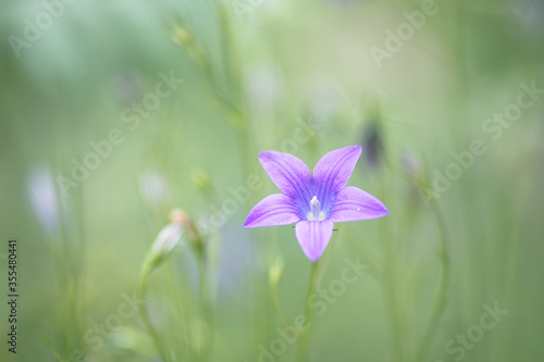 Wild flower in the meadow Campanula patula 