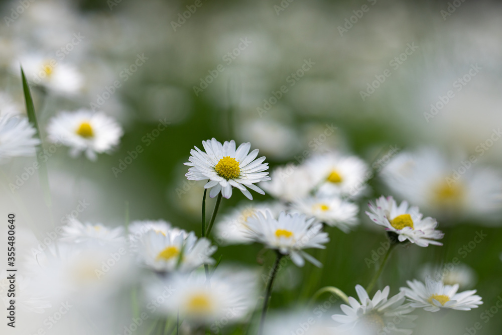 Daisy Field Daisy Field