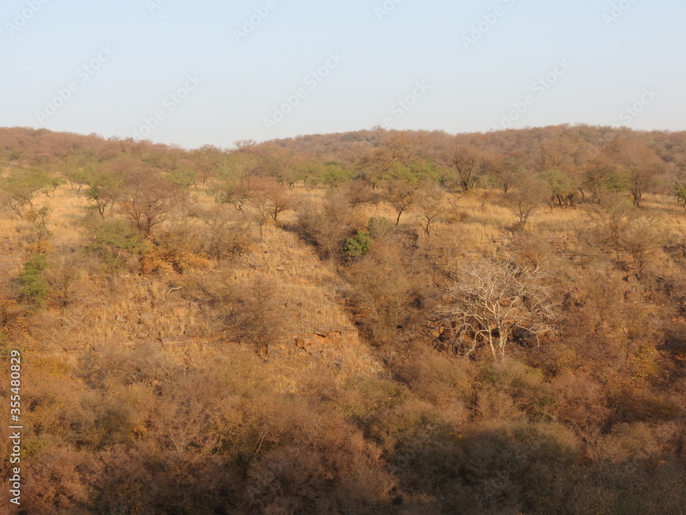 Fototapeta premium Ranthambore