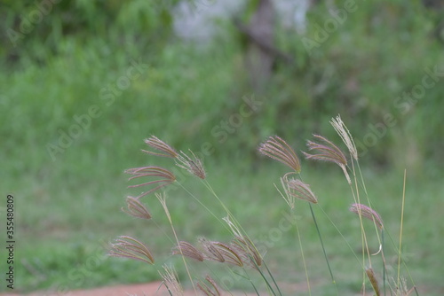 ears of wheat in the field