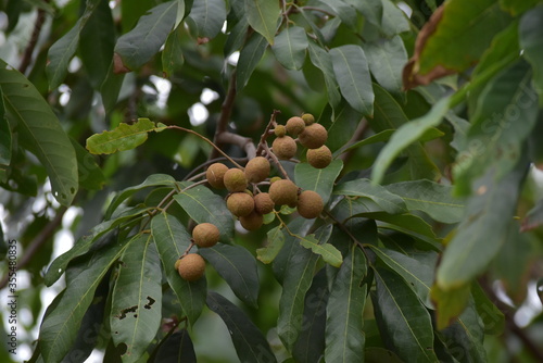 green olives on tree