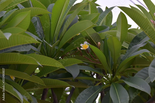 tropical plant with yellow leaves
