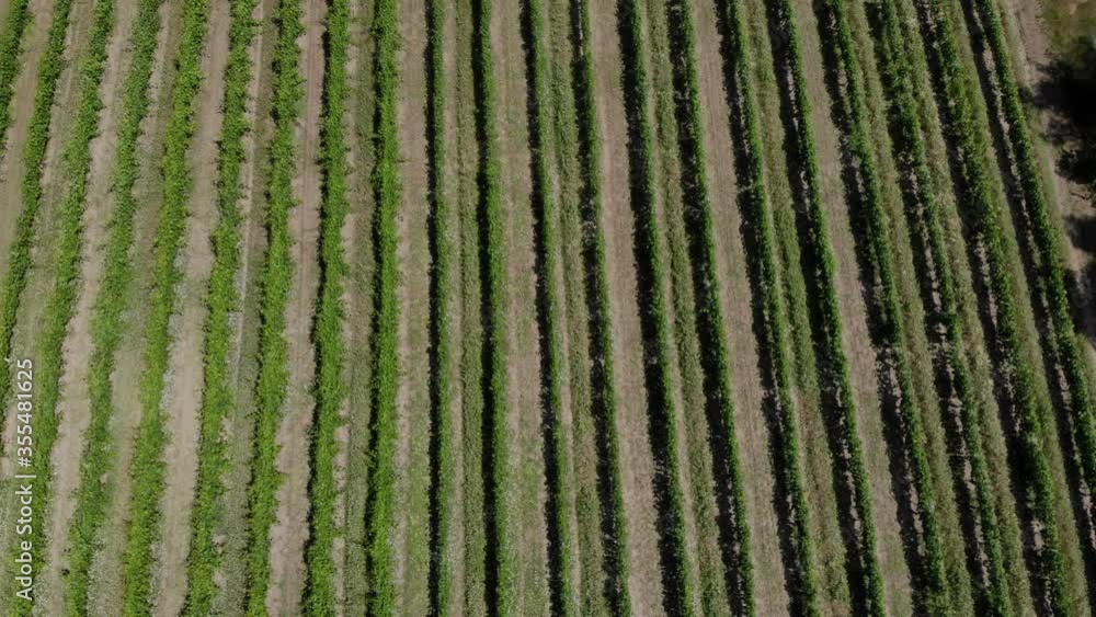 Stunning Aerial of vineyards early in the day. Rows of Grapes. Stunning Aerial of vineyards early in the day. Rows of Grapes.