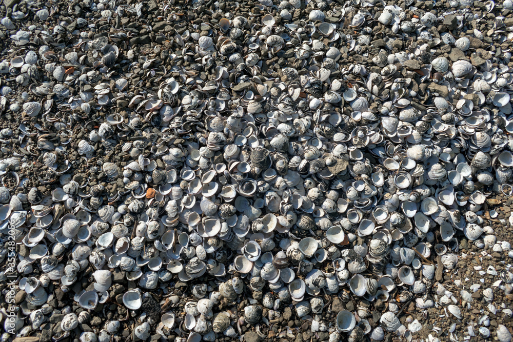 background of many shells on the beach background of many shells on the beach