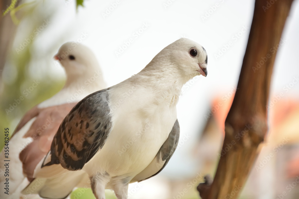 Fototapeta premium Cute brown domestic pigeon standing on branches on a sunny summer day, pigeon looking at the camera. Blurred background. Nature and animal concept. Close up, selective focus