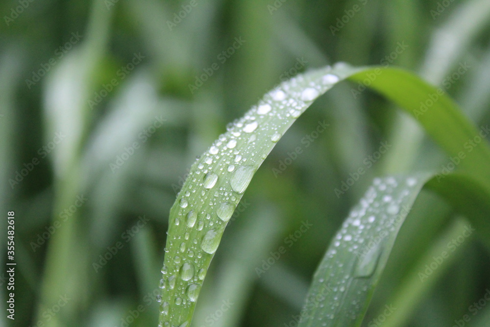 green leaf of grass in the meadow with dew drops of rain close-up green leaf of grass in the meadow with dew drops of rain close-up