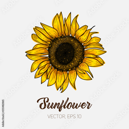 Botanical floral illustration, wild meadow sunflower, isolated on white background, card template, for book, cover, banner. Hand painted flowers. Vector, eps 10