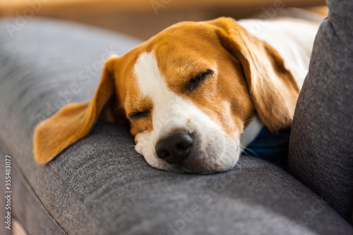 Beagle dog tired sleeps on a cozy sofa in funny position.