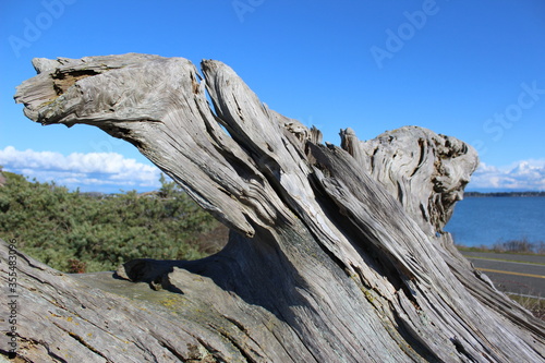 A weathered dead old tree at the Pacific Northwest beach