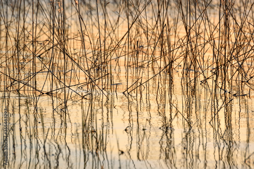 water grass lake background sunset ripples water grass lake background sunset ripples