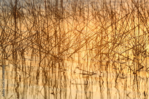 water grass lake background sunset ripples