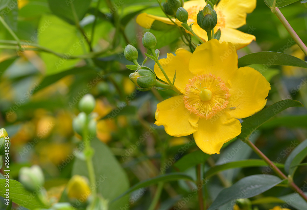 Hypericum Hypericum