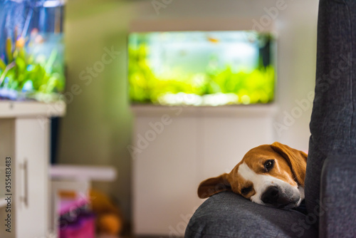 Beagle dog tired sleeps on a cozy sofa in funny position. photo