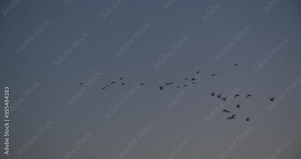  flock of birds flies in the evening sky
