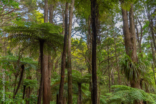 A. H. Reed Memorial Kauri Park at Whangarei, New Zealand photo