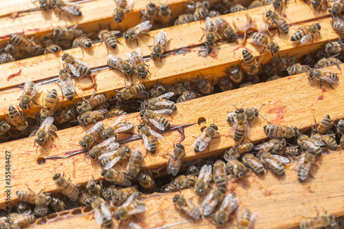 Close-up of kind-natured worker bees on the top of wooden frames in the beehive’s brood chamber. Inspection of a hive with carniolan honey bees in a small apiary in Trento, Italy on a warm sunny day © Marina
