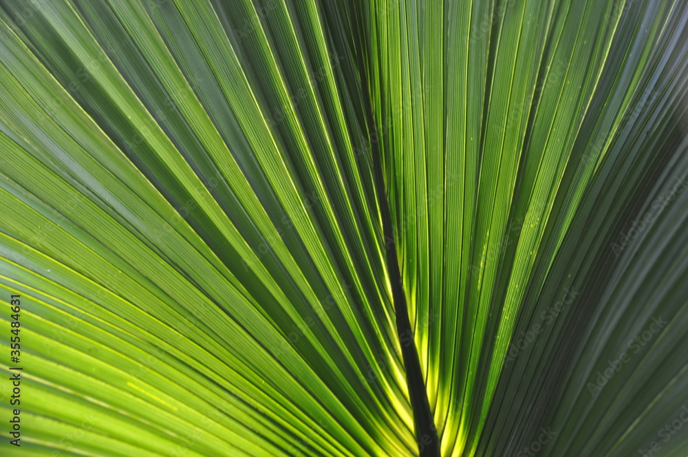 Light penetrates the palm leaf (sabal bermudana) Light penetrates the palm leaf (sabal bermudana)