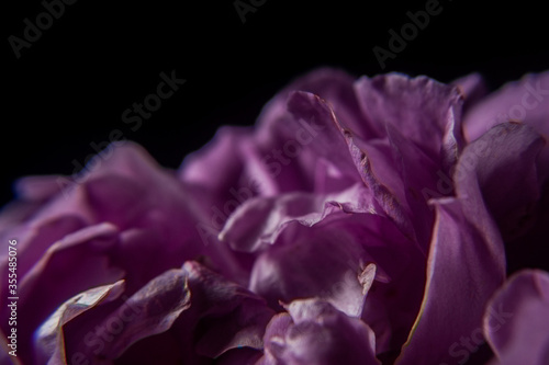 Pink rose and petals whit black background