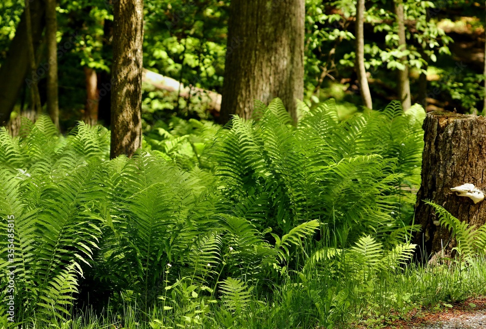 Bracken Fern is one of the most common and widespread ferns in the Pacific Northwest. Bracken Fern is one of the most common and widespread ferns in the Pacific Northwest.