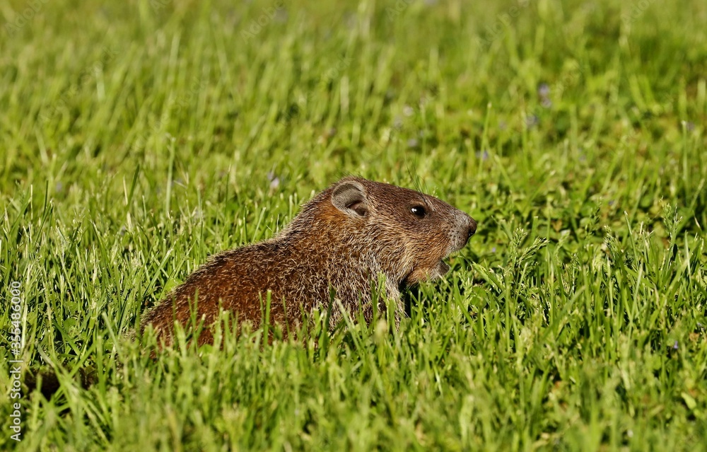 The Groundhog on wildlife and conservation area
The Groundhog on wildlife and conservation area