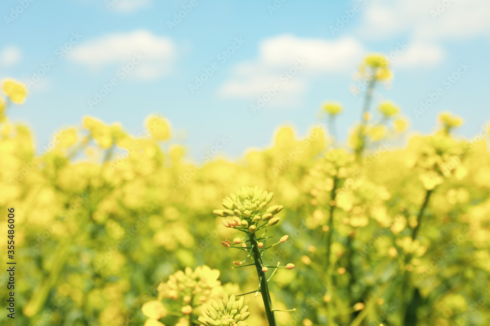 Beautiful rapeseed field. Amazing spring nature. Photo outdoor Beautiful rapeseed field. Amazing spring nature. Photo outdoor