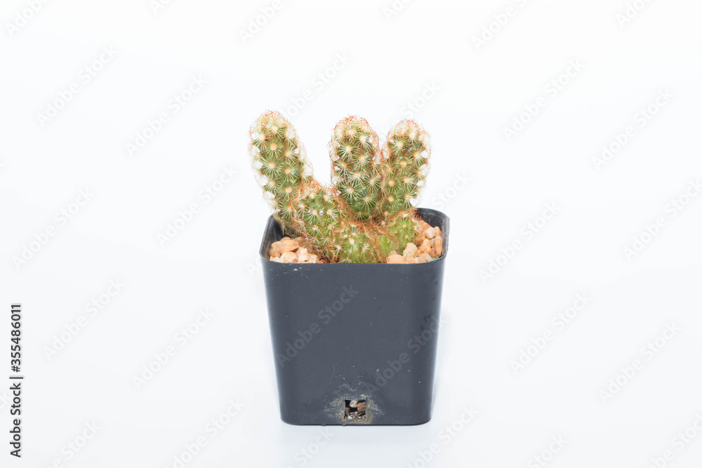 cactus cactus