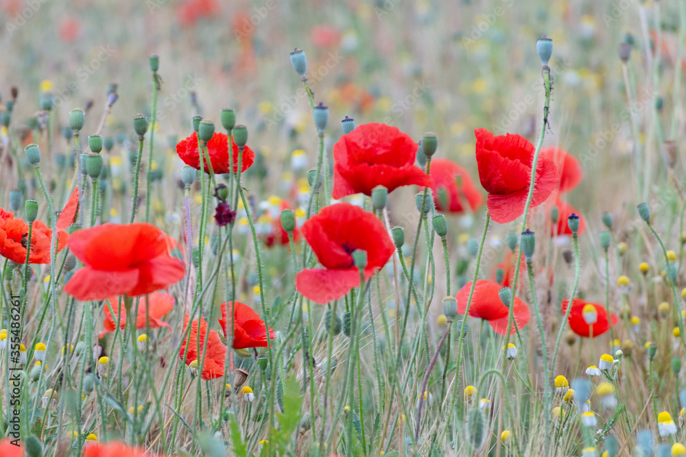 Obraz premium amapolas en campo de trigo
