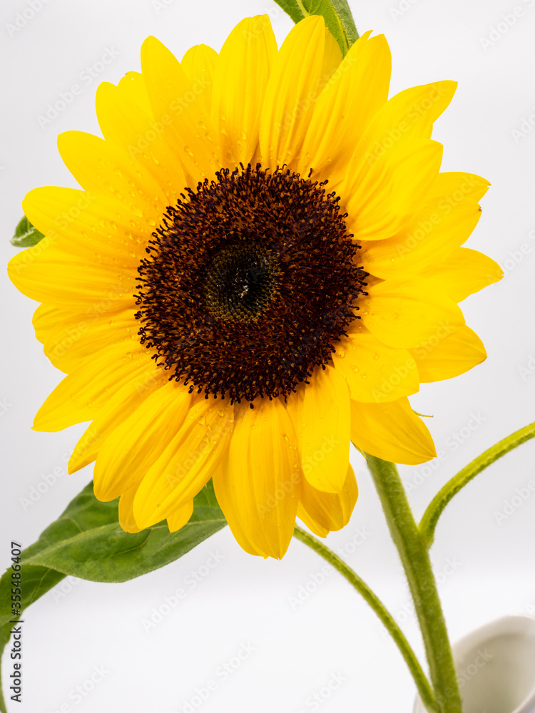 Obraz premium beautiful sunflower isolated on white background