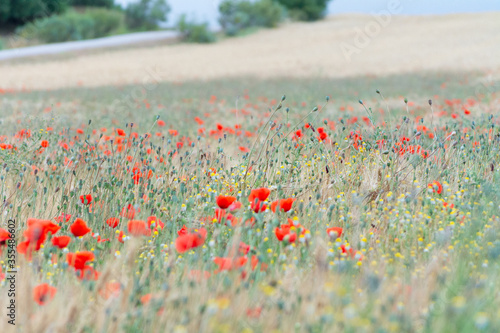 amapolas en campo de trigo 