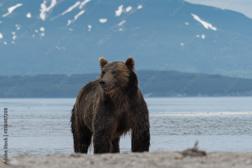 Large Brown Bear on the far eastern Russian volcano, Kamchatka Large Brown Bear on the far eastern Russian volcano, Kamchatka
