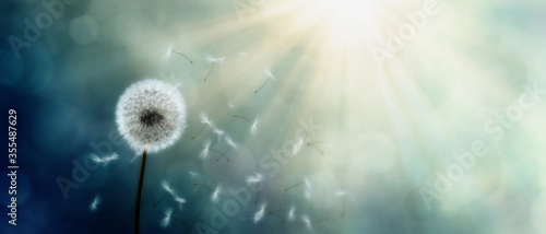 Schöne Pusteblume © Thaut Images